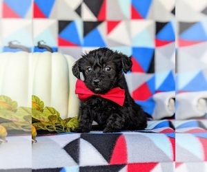 YorkiePoo Puppy for sale in OXFORD, PA, USA
