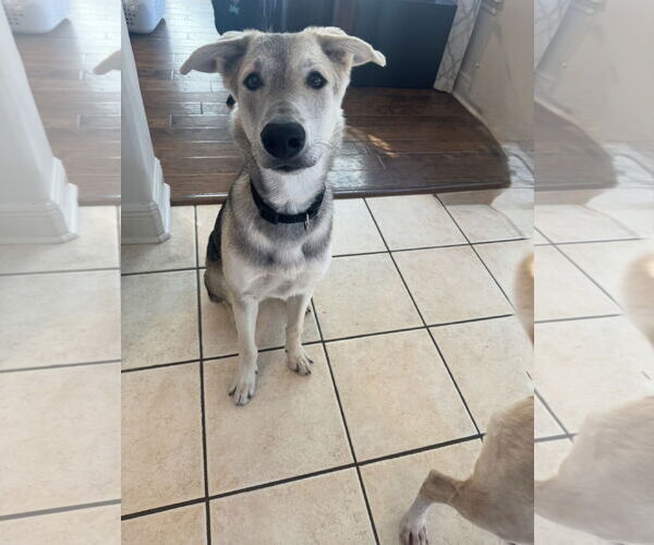 Medium Photo #9 German Shepherd Dog-Unknown Mix Puppy For Sale in Houston, TX, USA