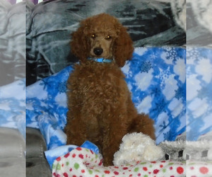 Poodle (Standard) Puppy for sale in CLATSKANIE, OR, USA