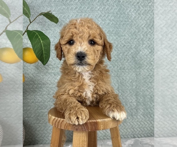 Medium Photo #7 Goldendoodle (Miniature) Puppy For Sale in FRANKLIN, IN, USA