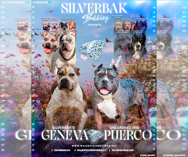 Medium Photo #2 American Bully Puppy For Sale in CHAMPAIGN, IL, USA