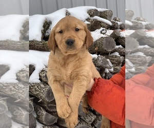 Medium Golden Retriever