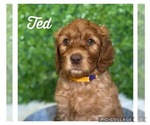Small Photo #3 Australian Labradoodle Puppy For Sale in GLADSTONE, OR, USA