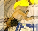 Small Photo #4 Belgian Malinois Puppy For Sale in GILBERT, AZ, USA