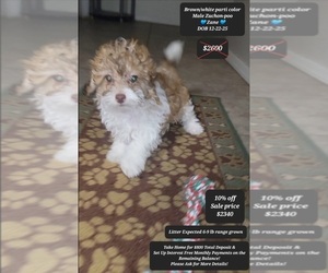 Zuchon Puppy for sale in TUCSON, AZ, USA