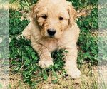 Small Photo #3 Goldendoodle Puppy For Sale in LITTLE FLOCK, AR, USA