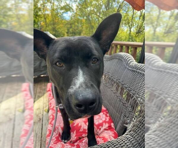 Medium Photo #2 German Shepherd Dog-Unknown Mix Puppy For Sale in Saegertown , PA, USA