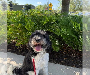Bernedoodle Dogs for adoption in Valrico, FL, USA