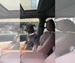 Small #9 Doberman Pinscher