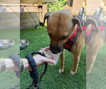 Small #6 Black Mouth Cur Mix