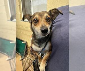 Chiweenie Dogs for adoption in Chula Vista, CA, USA