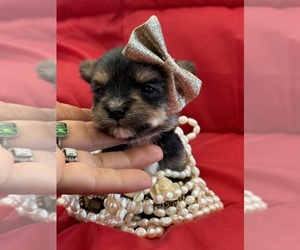 Yorkshire Terrier Puppy for sale in TEMECULA, CA, USA