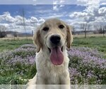 Small #6 Golden Retriever