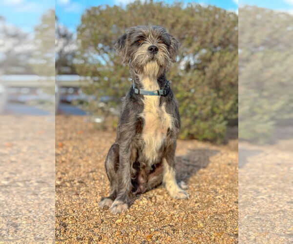 Medium Photo #2 Mutt Puppy For Sale in PIPE CREEK, TX, USA