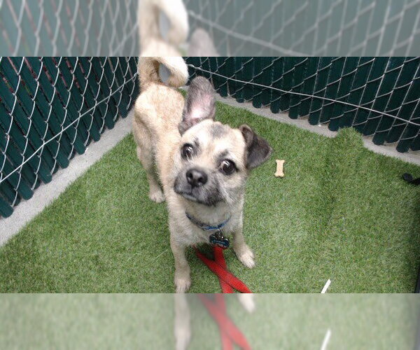 Medium Photo #1 Mutt Puppy For Sale in Downey, CA, USA