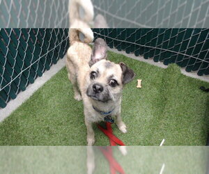 Mutt Dogs for adoption in Downey, CA, USA