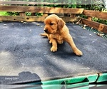 Small #6 Golden Retriever