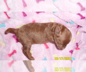Poodle (Miniature) Puppy for sale in DULUTH, GA, USA