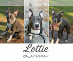 Small Boston Terrier Mix
