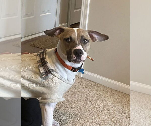 Medium Photo #9 Bogle Puppy For Sale in Plainfield, IL, USA