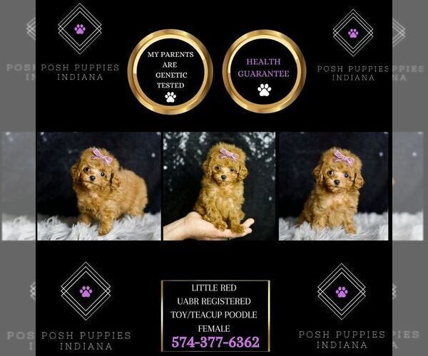 Medium Photo #72 Poodle (Miniature) Puppy For Sale in WARSAW, IN, USA
