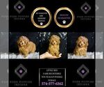 Small Photo #72 Poodle (Miniature) Puppy For Sale in WARSAW, IN, USA