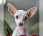 Small Chihuahua Mix
