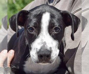 American Staffordshire Terrier-Unknown Mix Dogs for adoption in Huntley, IL, USA