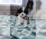 Small Photo #2 Maltipoo Puppy For Sale in AURORA, IL, USA