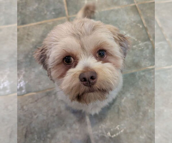 Medium Photo #9 Havashu Puppy For Sale in Greensboro, NC, USA
