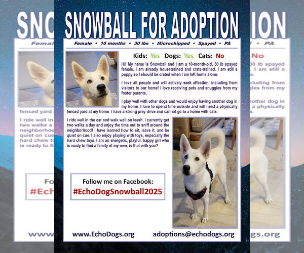 Medium Photo #3 Siberian Husky-white german shepherd Mix Puppy For Sale in Hoffman Estates, IL, USA