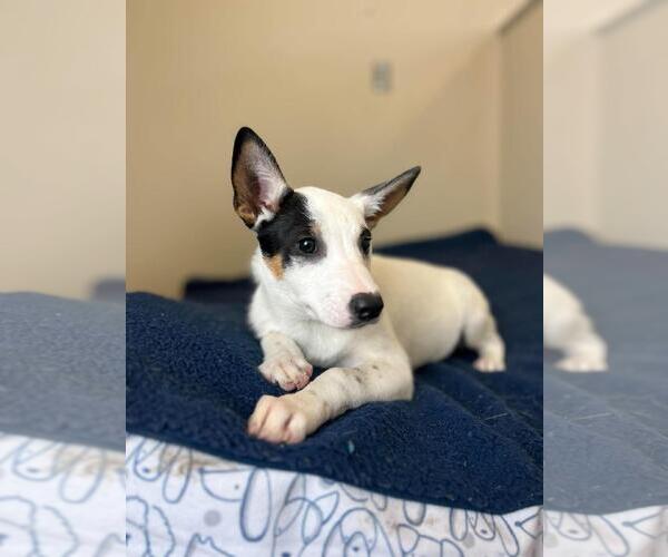 Medium Photo #3 Collie-Unknown Mix Puppy For Sale in Rockwall, TX, USA