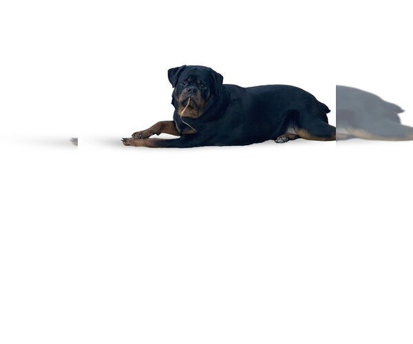 Medium Photo #3 Rottweiler Puppy For Sale in Gilbert, AZ, USA