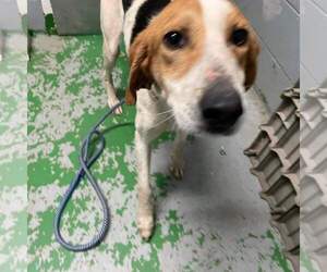 Gregory: Not At the Shelter (Wendy) - Male American Foxhound-Unknown Mix Dog for Adoption - Photo #6