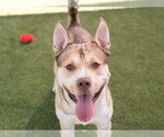 Small #1 Siberian Husky Mix