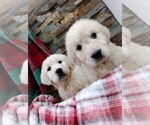 Small Photo #1 Golden Retriever Puppy For Sale in EVERETT, WA, USA