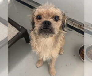 Mutt Dogs for adoption in Chico, CA, USA