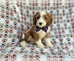 Small #6 Cavapoo (Miniature)