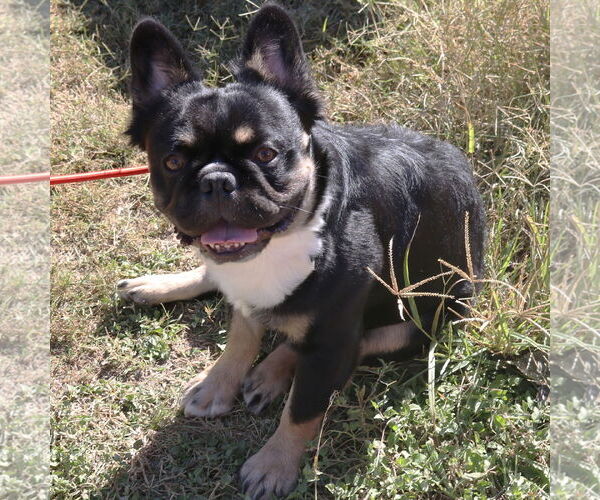 Medium Photo #1 French Bulldog Puppy For Sale in Bandera, TX, USA