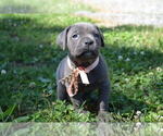 Small Photo #13 Cane Corso Puppy For Sale in BROOK COVE, NC, USA