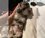 Small Photo #36 Poodle (Toy) Puppy For Sale in MURRIETA, CA, USA