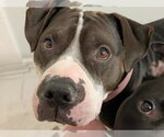 Small #16 American Bulldog-Staffordshire Bull Terrier Mix