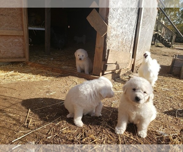 Medium Photo #22 Great Pyrenees Puppy For Sale in SHELBYVILLE, TN, USA