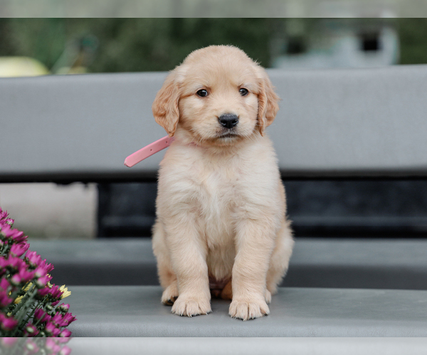 Medium Photo #3 Golden Retriever Puppy For Sale in LIBERTY, KY, USA