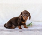 Puppy Duke Dachshund