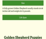 Small #20 Golden Shepherd