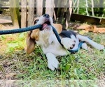 Small #6 Beagle