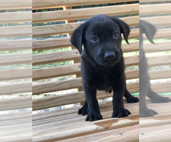 Medium Photo #6 Labrador Retriever Puppy For Sale in SPENCER, TN, USA
