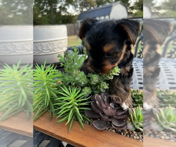 Medium Photo #1 Yorkshire Terrier Puppy For Sale in FORT WORTH, TX, USA