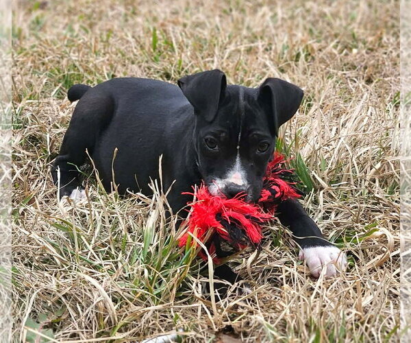 Medium Photo #6 Boston Huahua Puppy For Sale in Wakefield, RI, USA